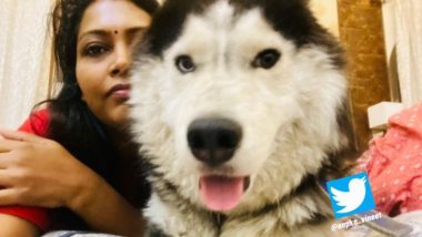 Missing VIP Pet Dog Found in UP: Meerut Commissioner Selva Kumari’s Missing Husky Named Eco Brought Back After 24 Hours