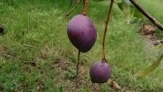 Miyazaki Mango, Single Piece of World's Costliest Mangoes Grown in West Bengal Mosque, Sold for Rs 10,600; Masjid Committee To Sell One Mango Every Friday