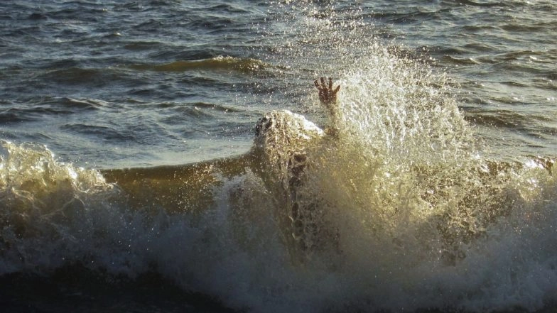 Jewfish Swallows Shark Video: Giant Atlantic Goliath Grouper Eats Shark