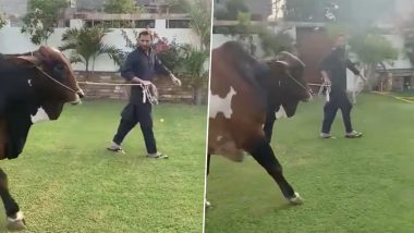 Shahid Afridi Purchases Bull Worth Rs 4 Crore for Sacrifice on Bakra Eid, Ex-Pakistan Captain Distributes Meat to Poor