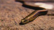 Little Boy Chews Snake to Death in Uttar Pradesh: Three-Year-Old Kills Snakelet by Chewing It in Farrukhabad, Survives