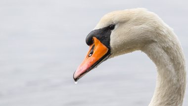 Boys Kill and Eat Swan in US: Teenagers Arrested for Stealing Faye From Manlius Swan Pond Before Killing and Eating It