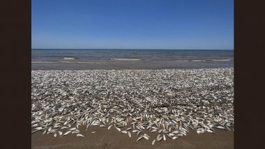 US Shocker: Thousands of Menhaden Dead Fish Wash Up on a Beach in Texas, 'Low Oxygen' Killed Fishes, Claim Experts; See Harrowing Picture