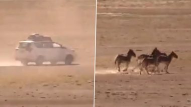 'Tourist Like These Should Be Banned for Lifetime': Tourist Vehicle Chase and Scare Tibetan Wild Asses in Ladakh, Netizens React After Viral Clip Surfaces