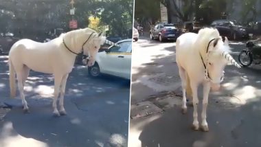 Unicorn Spotted in Delhi's Lodhi Garden Viral Video? #UnicornSpotted Trend as Netizens Confused If Mythical Creature Seen in India is Real or AI-Generated!