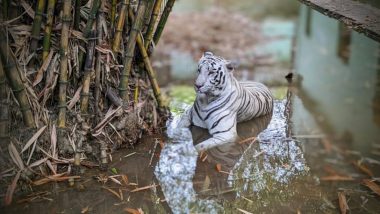 Chhattisgarh: White Tiger Raksha Gives Birth To Three Cubs in Maitri Bagh Zoo in Bhilai