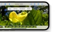 Apple iOS 17 New Feature: ‘Look Up’ Option Allows Users To Find More Info About Objects in Images and Videos