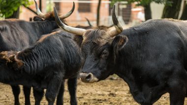 Uttar Pradesh Shocker: 80-Year-Old Man Dies After Being Hit by Stray Ox in Greater Noida