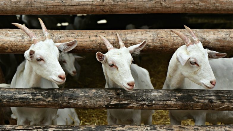 Madhya Pradesh Wakf Board Issues Guidelines Ahead of Bakrid, Asks People to Refrain From Posting Pictures and Videos of Animal Sacrifice