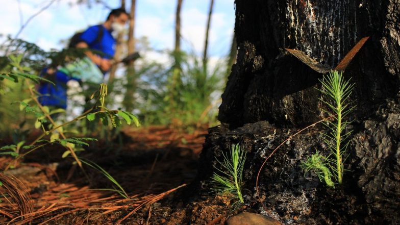 Canada Wildfires: This Old Video of Reforestation Shows How Tree Planting Is Done at Quick Pace After Forest Fire