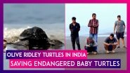 Olive Ridley Turtles In India: Saving Country&rsquo;s Endangered Baby Turtles Through Ecotourism