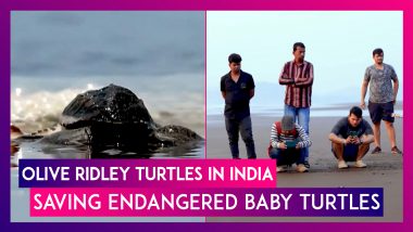 Olive Ridley Turtles In India: Saving Country’s Endangered Baby Turtles Through Ecotourism