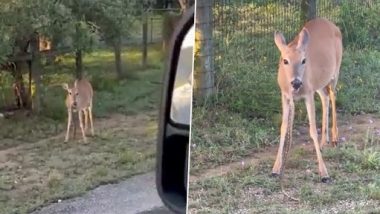 Deer Eating Snake Video Goes Viral, Netizens Stunned as 'Herbivorous' Animal Seen Chewing Reptile in Shocking Clip!