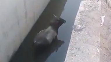 Bull Gets Stuck in Drainage Canal in Noida Sector 78, Authorities Take Cognizance After Video Surfaces Online