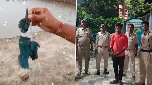 Odisha: Man Kills Kingfisher Bird Near Bhitarkanika National Park in Kendrapara; Arrested After Videos Goes Viral