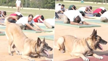 Dog Performing Yoga in Jammu and Kashmir Video: ITBP Dog Joins International Yoga Day 2023 Event in Udhampur, Performs Asanas Along With Participants