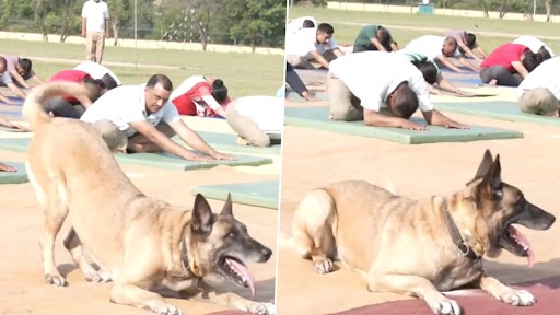 Dog Performing Yoga in Jammu and Kashmir Video: ITBP Dog Joins International Yoga Day 2023 Event in Udhampur, Performs Asanas Along With Participants