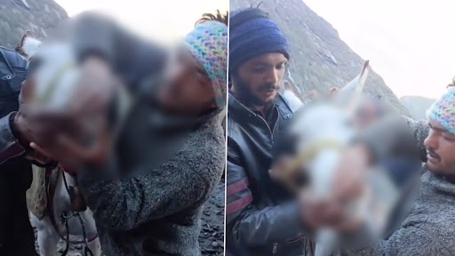 Horse Forced to Smoke Weed in Uttarakhand Video: Two Men Seen Forcing Horse to Smoke on Way to Kedarnath Temple in Viral Clip, Police React to Disgusting Act