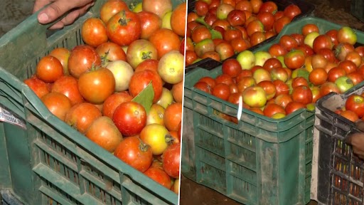 Tomato Price Rise in Delhi: Tomatoes Being Sold at Rs 80 Per Kg; Sudden Increase in Prices Due to Heavy Rainfall, Says Resident (See Pics)