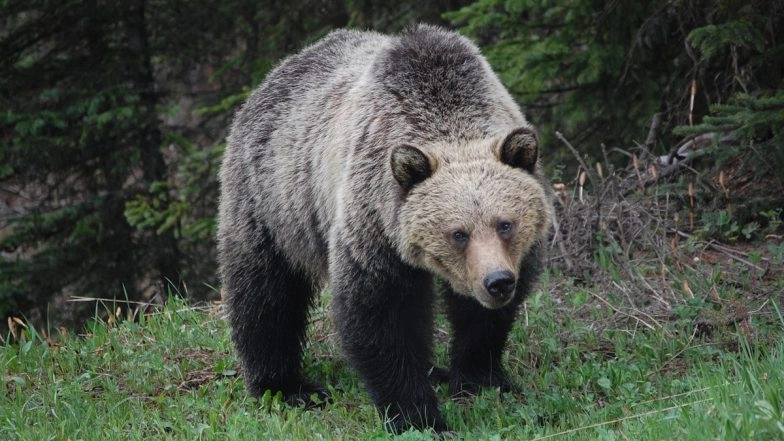 Woman Dies in A Suspected Grizzly Bear Attack