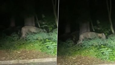 'Lioness' on Loose in Berlin Video: Big Cat Spotted Wandering in German Capital, Police Urge Residents To Stay Indoors, Hide Pets