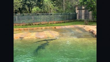 Good News for Animal Lovers in Uttar Pradesh, Lucknow Zoo Gets 28 Baby Gharials