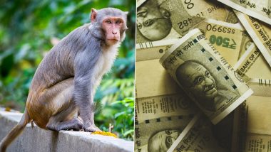 Monkey Steals Money Video: Viral Clip Shows Monkey Stealing 1.5 Lakh Rupees From a Parked Bike in Uttar Pradesh (Watch)