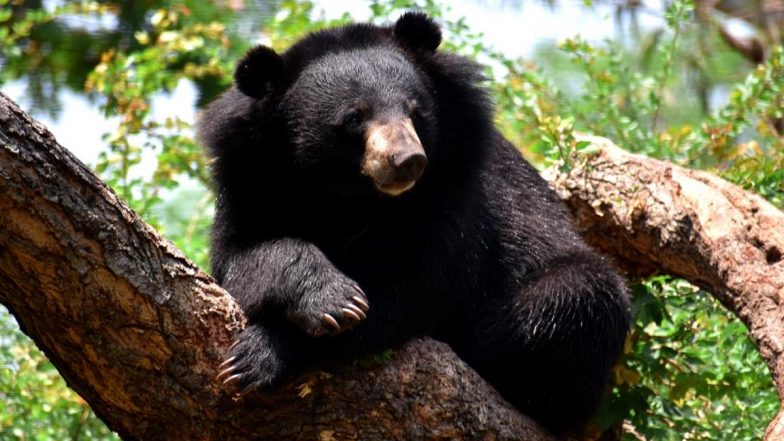 Bear in Nanded School Video: Sloth Bear Enters Zilla Parishad School in Mahur, Stirs Panic Among Parents