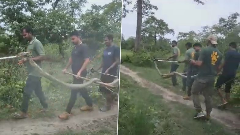 King Cobra Rescued in Bihar Video: Forest Officials Rescue Huge Serpent That Entered Residential Area in Bagaha From Valmiki Tiger Reserve