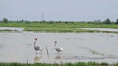 Sarus Cranes Perform Bow Dance in Paddy Field to Strengthen Their Bond, IAS Officer Shares Lovely Video on Twitter (Watch)