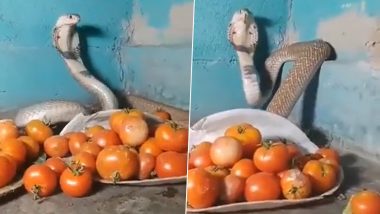 Tomato Price Hike: Viral Video Shows Cobra 'Guarding' Tomatoes Amid Massive Price Surge (Watch)