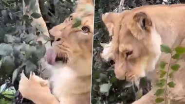 'Non-Vegetarian' Lion Seen Eating Tree Leaves, IFS Officer Shares Video Explaining Why Sometimes Lions Consume Green Food