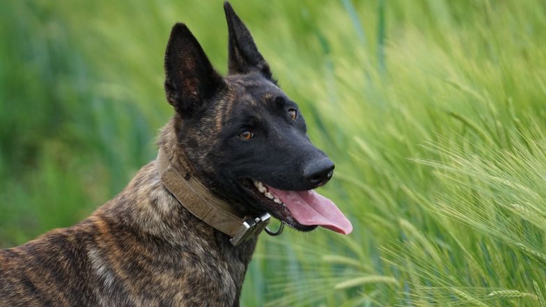 US Dog Attack: Unarmed Black Man Was Attacked by a Police K-9 Dog Despite Surrendering in Ohio