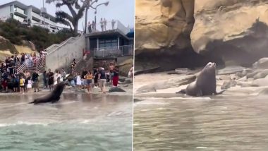 Angry Sea Lion Charges at Tourists in San Diego After the Tiny Beach Gets Overcrowded, Video Goes Viral (Watch)