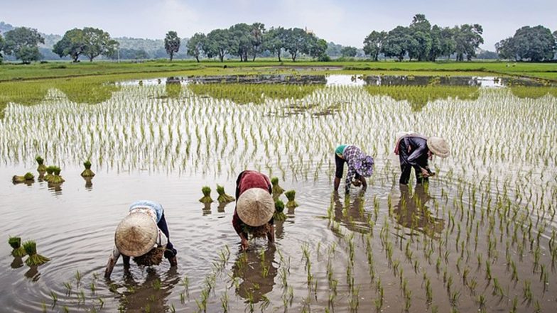 Farmer Suicides in Maharashtra: 40% Farmers’ Suicides Reported From Amravati Division in 2023
