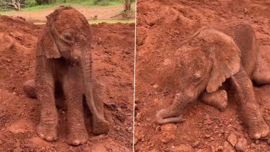 Baby Elephant Viral Video: Orphan Elephant Calf Plays in the Mud, His Cuteness Will Make You Go Awww!