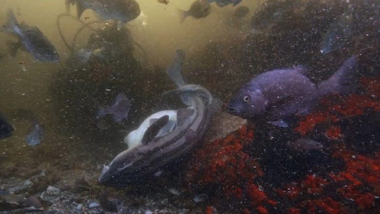 Shark Sex Video: Pyjama Sharks Seen Mating in Underwater Forest in South Africa, Rare Footage Surfaces Online