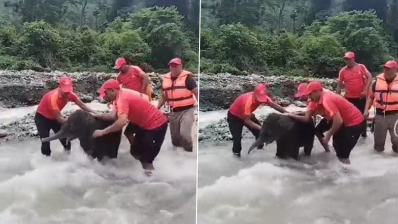 Baby Elephant Rescue Video: SSB Personnel Save Elephant Calf Stranded in Swelling River, IFS Officer Salutes 'Real Life Heroes'