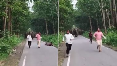 Herd of Elephants Chases Away Three Men Trying To Take Selfies in UP, IFS Susanta Nanda Shares Terrifying Clip