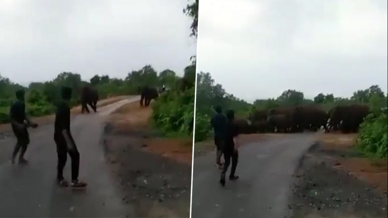 'Ridiculous Crowd Behaviour': IFS Officer Shares Viral Video of Men Getting Deliberately Close to a Herd of Elephants, Shares Important Advisory (Watch)