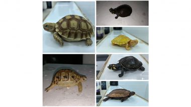 Major Wildlife Smuggling Attempt Foiled: DRI Seizes 306 Live Exotic Animals at Mumbai Airport (Watch Video)
