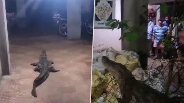 Crocodile Spotted in Maharashtra Video: Seven-Foot Croc Enters Residential Area in Raigad's Mangaon, Rescued