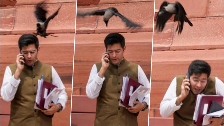 Crow Attack on Raghav Chadha Photos: AAP MP Ducks as Crow Attacks Him Outside Parliament, Pics Go Viral