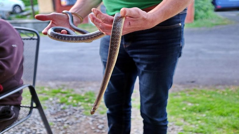 Snake Hides Inside Scooter Headlight, Rescuers Remove the Reptile After Woman Saves Herself (Watch Video)