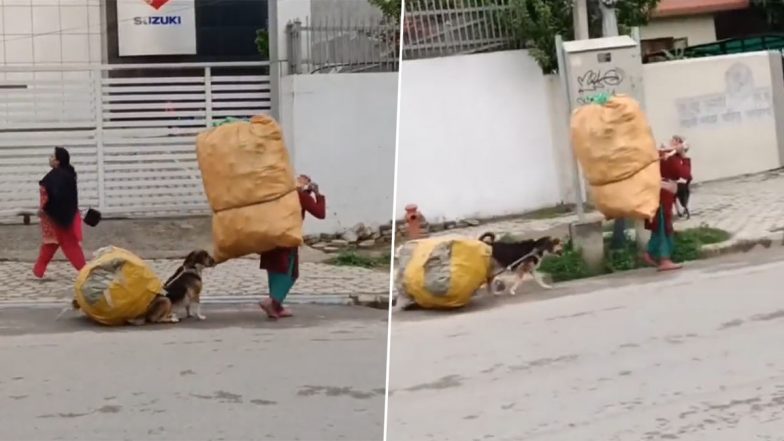 Truly a Man's Bestfriend! Dog Helps Rag Picker Carry Huge Bags, Heartwarming Video Goes Viral (Watch)