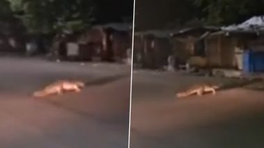 Rajasthan Crocodile Viral Video: Huge Crocodile Spotted on Road in Kota Stopping Pedestrians and Vehicles