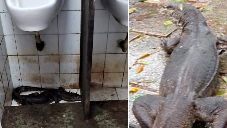 Huge Monitor Lizard Takes Shelter in Mumbai Building's Common Toilet Amidst Rain, Rescued by Forest Department