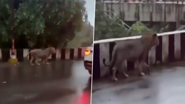 'Why Did Lion Cross The Road?' Big Cat Seen Walking on Flyover To Escape Gujarat Rains, Video Goes Viral