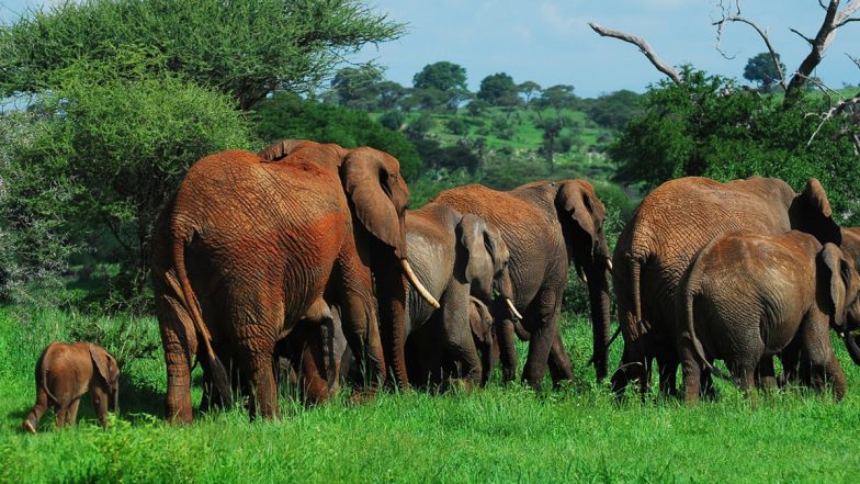Elephants at Wedding in West Bengal: Bride and Groom Flee on Bike After Herd of Jumbos Turns Up as ‘Uninvited Guests’ at Ceremony