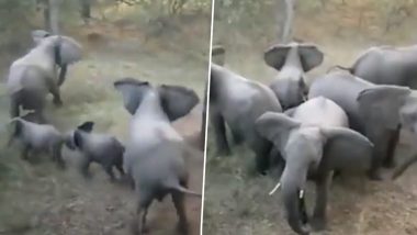 Herd of Elephants Promptly Protects Calves From Predators and Circle Around the Young Ones, IFS Officer Shares Viral Video (Watch)
